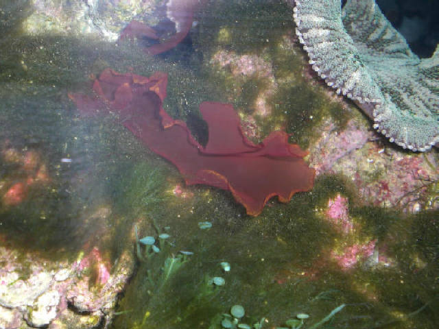 Alga rossa Porphyra